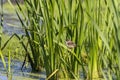 Young Marsh Wren in its natural habitat, coastal stands of reeds and swamps