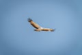 Young martial eagle flies across blue sky Royalty Free Stock Photo