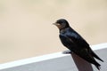 Young Martin (Delichon urbicum), a migratory passerine bird of t