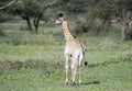 Young Masai Giraffe Giraffa tippelskirchi in Tanzania Royalty Free Stock Photo