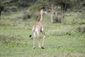 Young Masai Giraffe Giraffa tippelskirchi in Tanzania Royalty Free Stock Photo