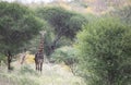 Masai giraffe in Mikomazi national park in Tanzania Royalty Free Stock Photo