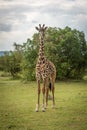 Young Masai giraffe on savannah eyeing camera Royalty Free Stock Photo