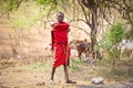 Young Masai herders herd in savannah. Tanzania.