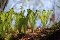 Young Matteuccia Struthiopteris bushes in spring forest, close-up