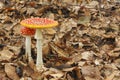 Young and mature Fly Agaric Amanita muscaria mushrooms growing