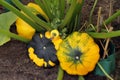 The young and mature fruits of the yellow-green scallop squash lie on the ground.