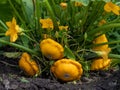 Young and mature fruits of yellow scallop squash lie on ground. Patisson plant bush