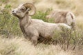 Young mature male bighorn ram