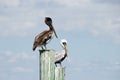 A young and a mature pelican perched on pier poles Royalty Free Stock Photo