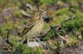 A young Meadow pipit Anthus pratensis.
