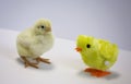 A young meat chick looks at a chick toy
