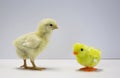 A young meat chicken looks at a chick toy