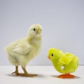 A young meat chicken looks at a chick toy