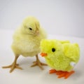 A young meat chicken looks at a chick toy