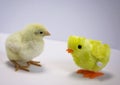 A young meat chicken looks at a chick toy