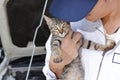 Young mechanic man with cutie kitten against car in open hood at the repair garage. Car insurance concept.