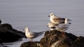 Young Mediterranean Gulls