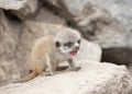 Young meerkat Royalty Free Stock Photo