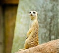 Young meerkat Royalty Free Stock Photo