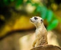 Young meerkat