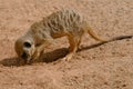 Young meerkat digging Royalty Free Stock Photo
