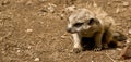 Young meerkat discovering the world Royalty Free Stock Photo