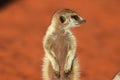 Young meerkat suricata suricatta is enjoying the evening sun. Royalty Free Stock Photo