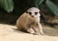 Young Meerkat Gone Walkabout