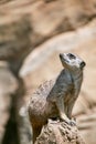 Young Meerkat guard looks towards the sky