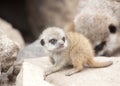 Young meerkat Royalty Free Stock Photo