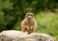 Young Meerkat on the Lookout Royalty Free Stock Photo