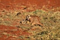 Fighting and playing meerkat suricata suricatta Royalty Free Stock Photo