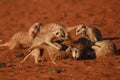 Fighting and playing meerkat suricata suricatta Royalty Free Stock Photo