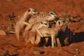 Fighting and playing meerkat suricata suricatta Royalty Free Stock Photo