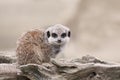 Young Meerkat