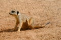 Young meerkat scratching Royalty Free Stock Photo