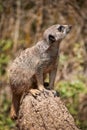 Young meerkat secures the environment Royalty Free Stock Photo