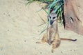 A young meerkat is sitting on the sand