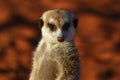 Young meerkat suricata suricatta is enjoying the evening sun.