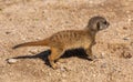 Young meerkat Suricata suricatta playing. Karlsruhe, Germany, Europe Royalty Free Stock Photo