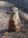 Young meerkat Suricata suricatta playing. Karlsruhe, Germany, Europe Royalty Free Stock Photo