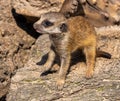 Young meerkat Suricata suricatta playing. Karlsruhe, Germany, Europe Royalty Free Stock Photo