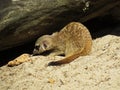 Young Meerkat Suricate Mongoose Animal Digging and Playing Alone Royalty Free Stock Photo