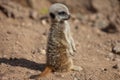 Young Meerkat (suricate) standing Royalty Free Stock Photo