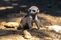 Young Meerkat or Suricate Royalty Free Stock Photo