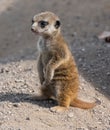 Young Meerkat or Suricate Suricata suricatta Royalty Free Stock Photo