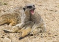 Young meerkat yawning Royalty Free Stock Photo