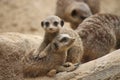 Young meerkats