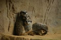 Young meerkats against wall
